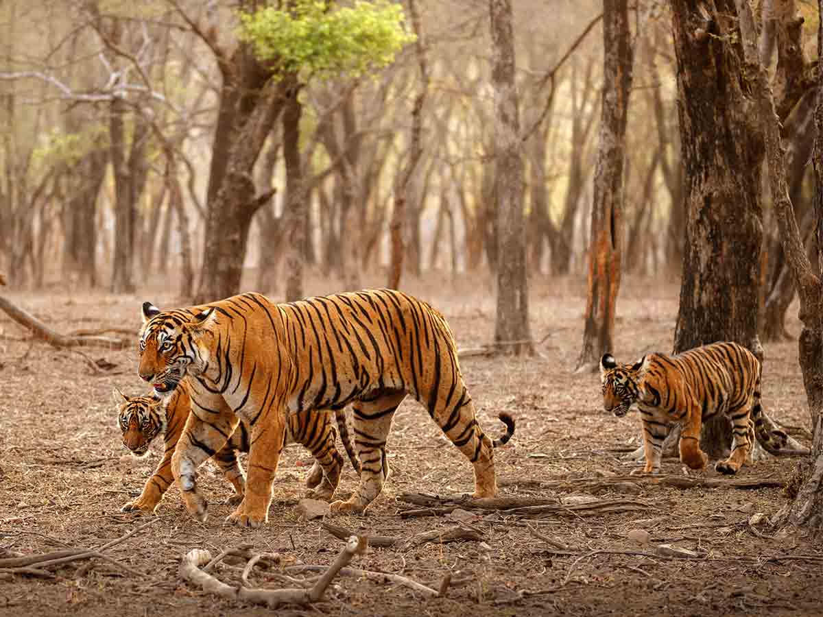 Bengal tiger family