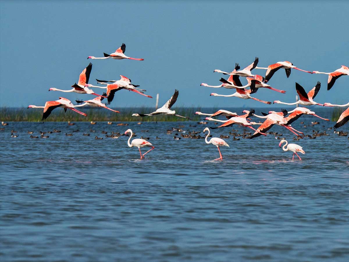 chilika lake