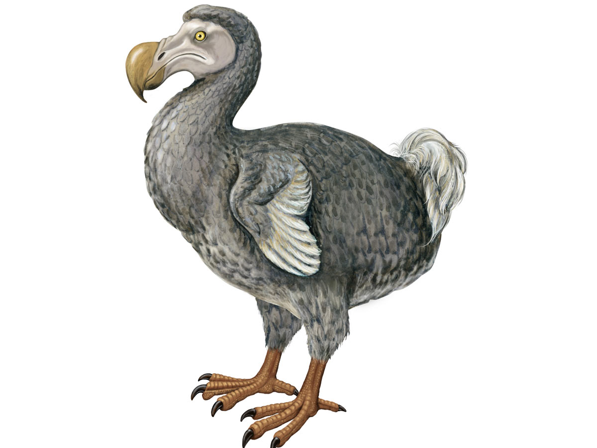 dodo bird