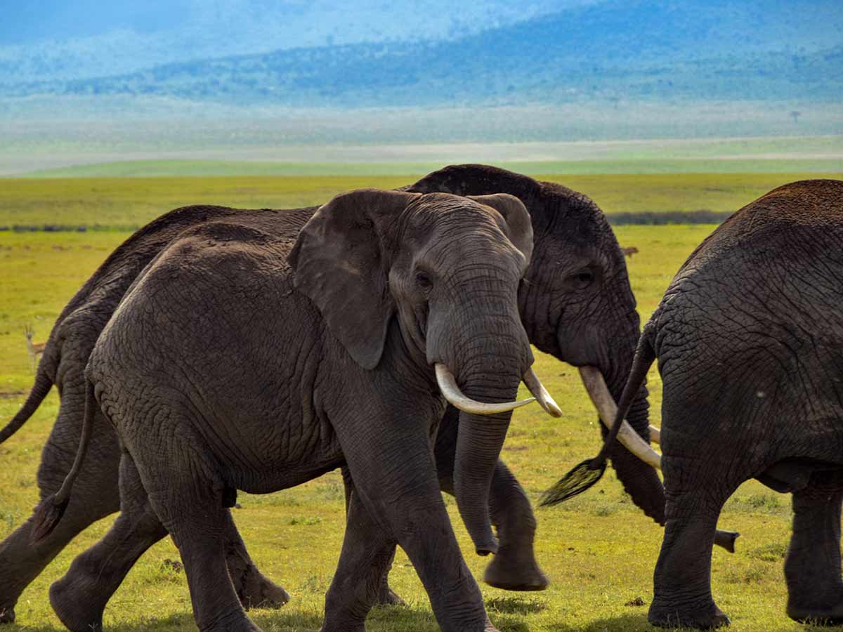 Elephants: 10 Amazing facts!