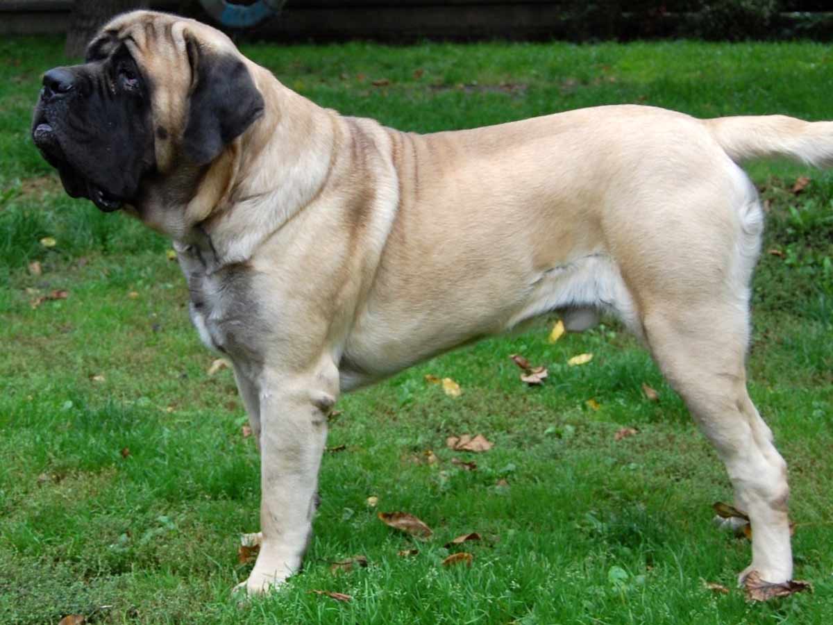 english mastiff