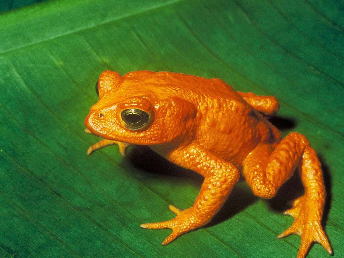 golden toad