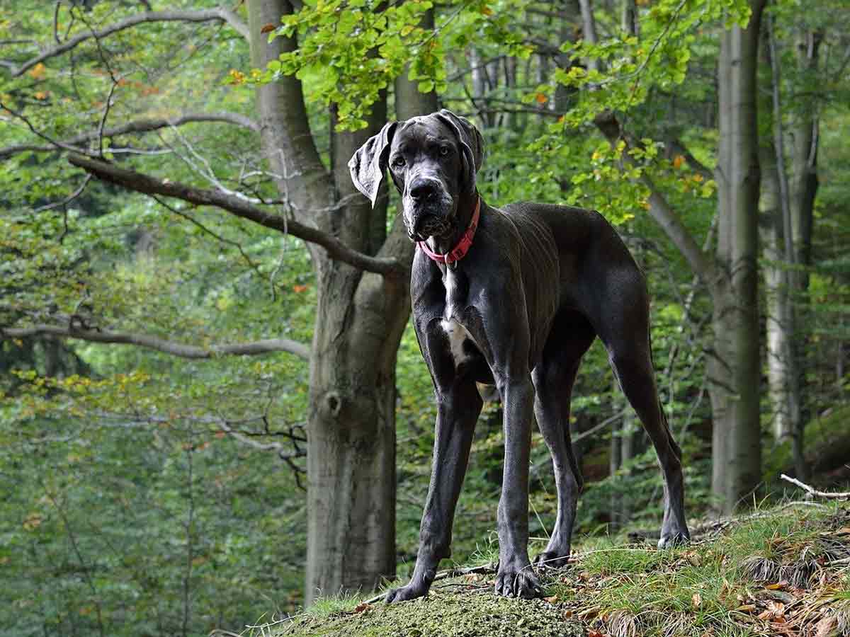 biggest dog in the world