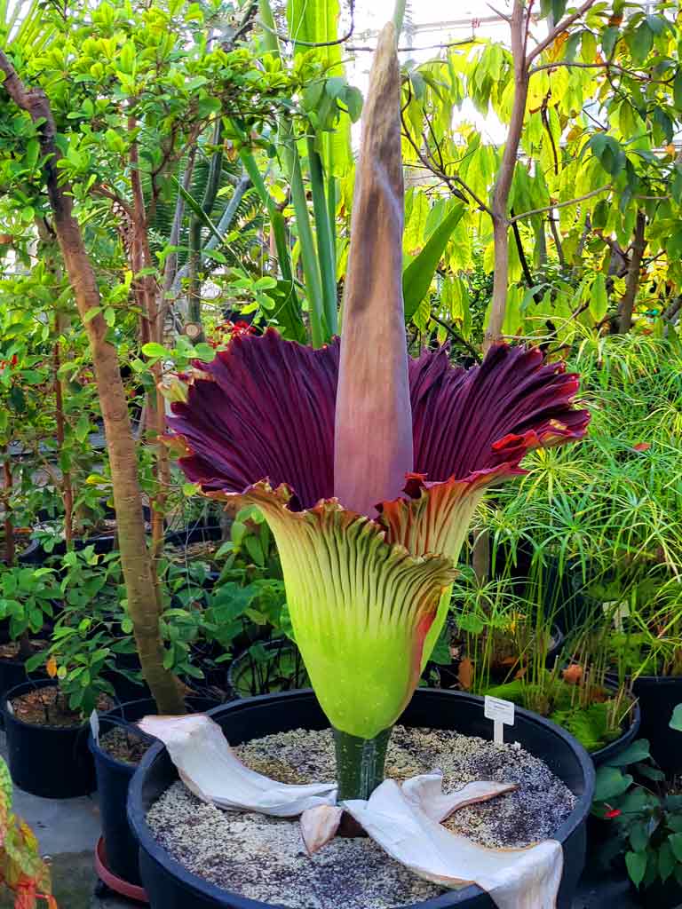 6 Largest flowers in the world 6 Largest flowers in the world