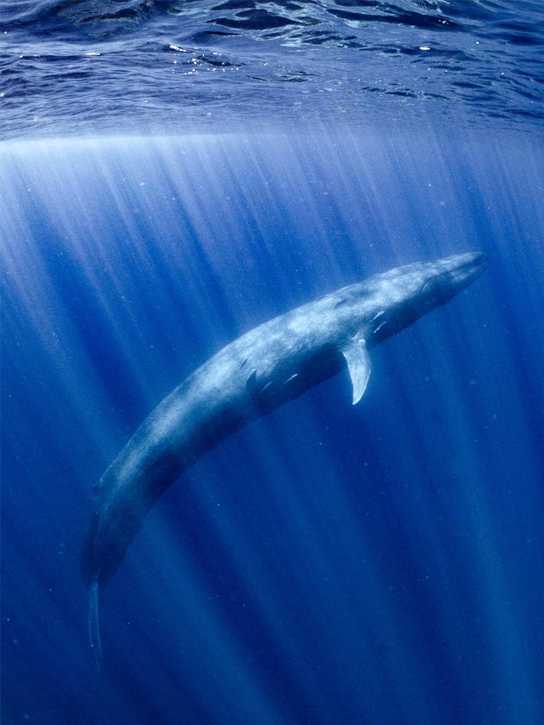 Top 7 Largest and Biggest Animals on Planet Earth Top 7 Largest and Biggest Animals on Planet Earth