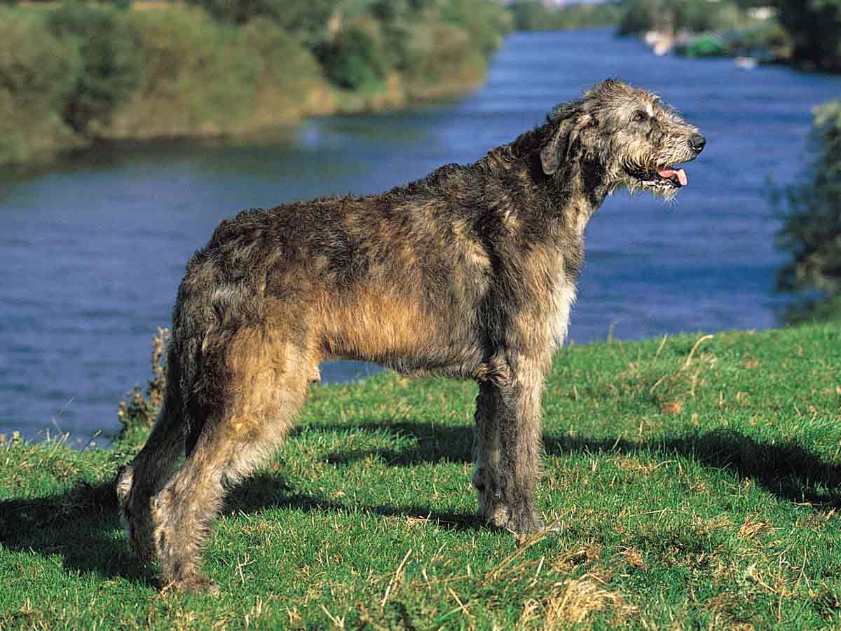 wolfhound