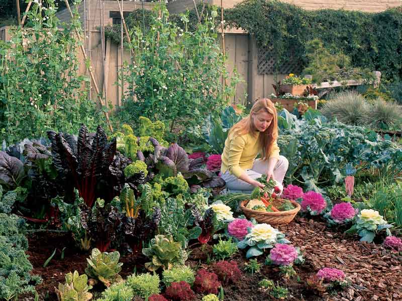 kitchen garden