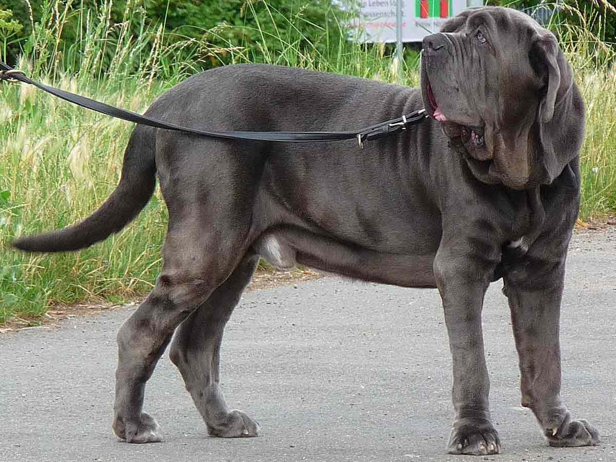 mastiff