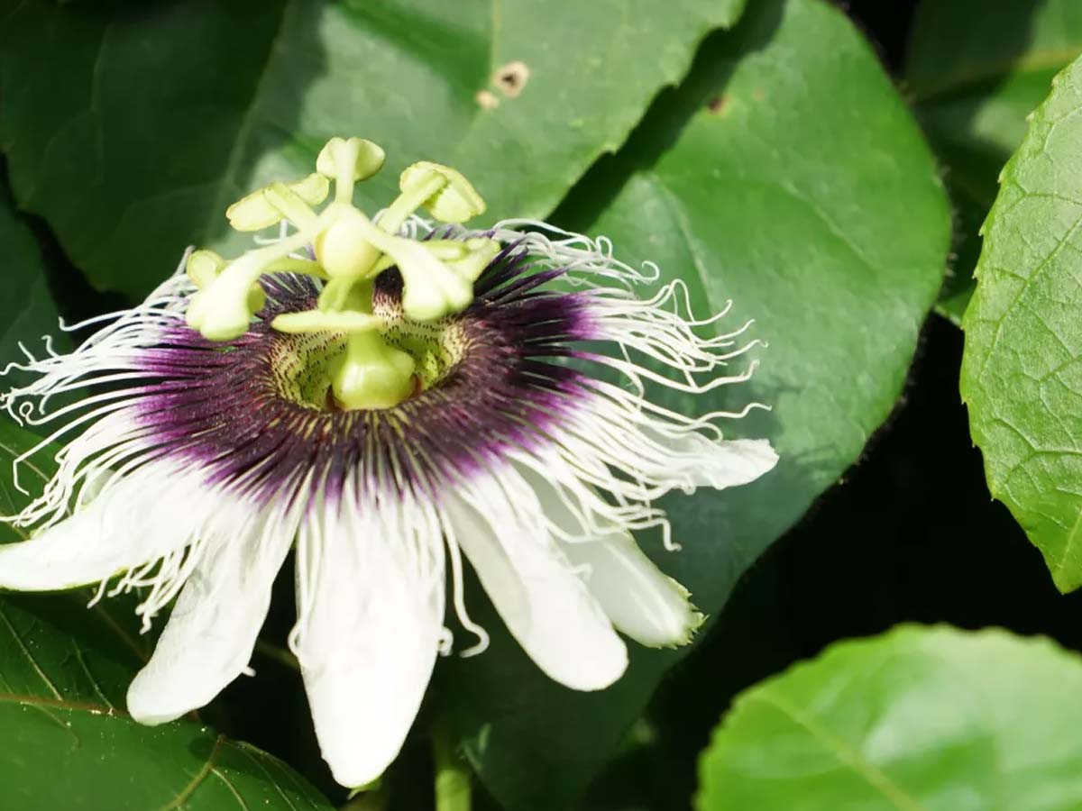 passion fruit flower