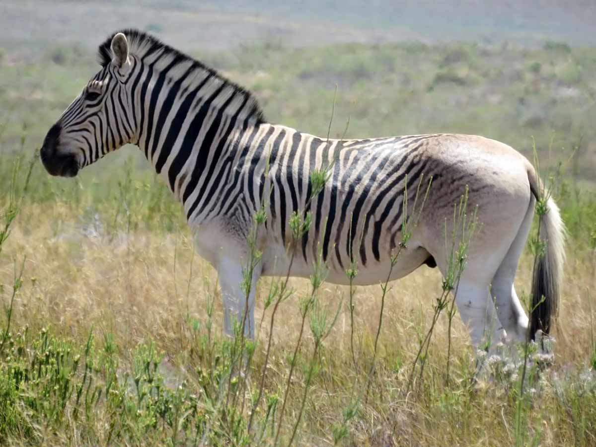 Quagga animal