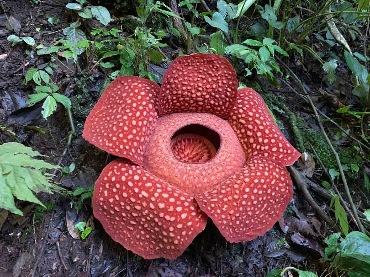 largest flower