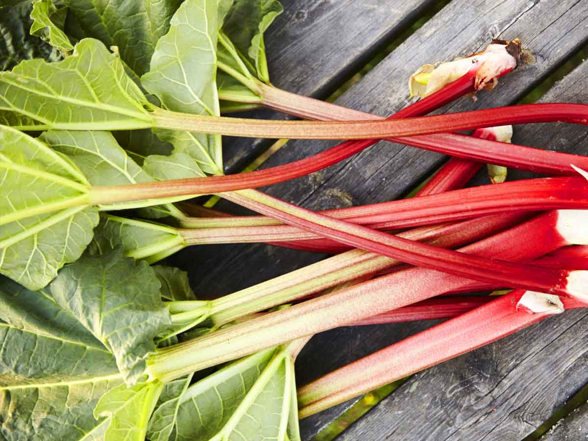 rhubarb