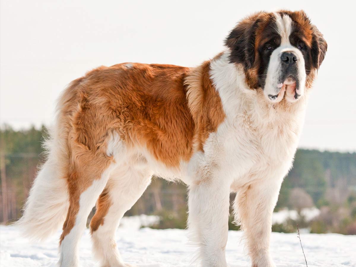 biggest dogs in the world breeds