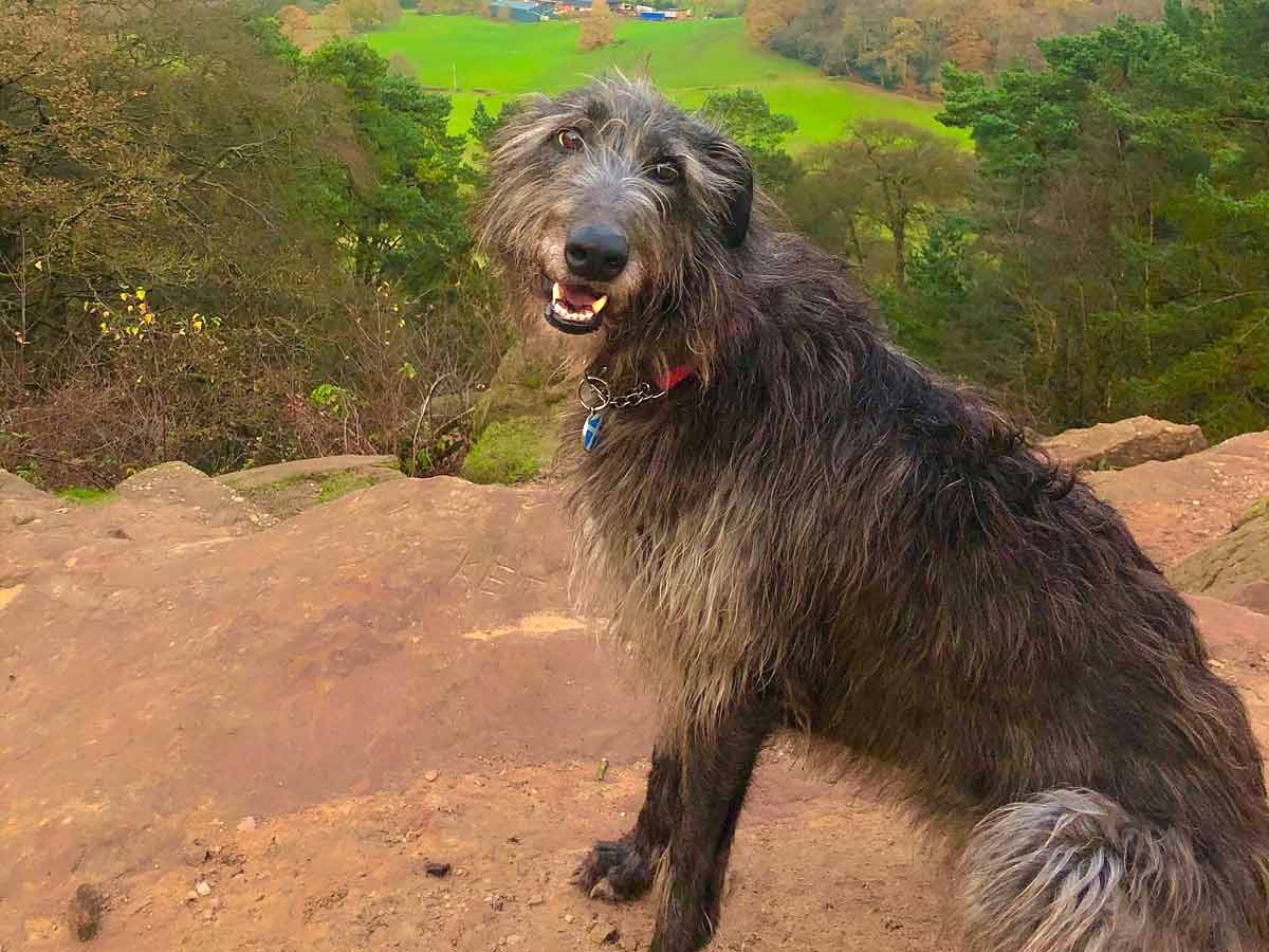 scottish deerhound