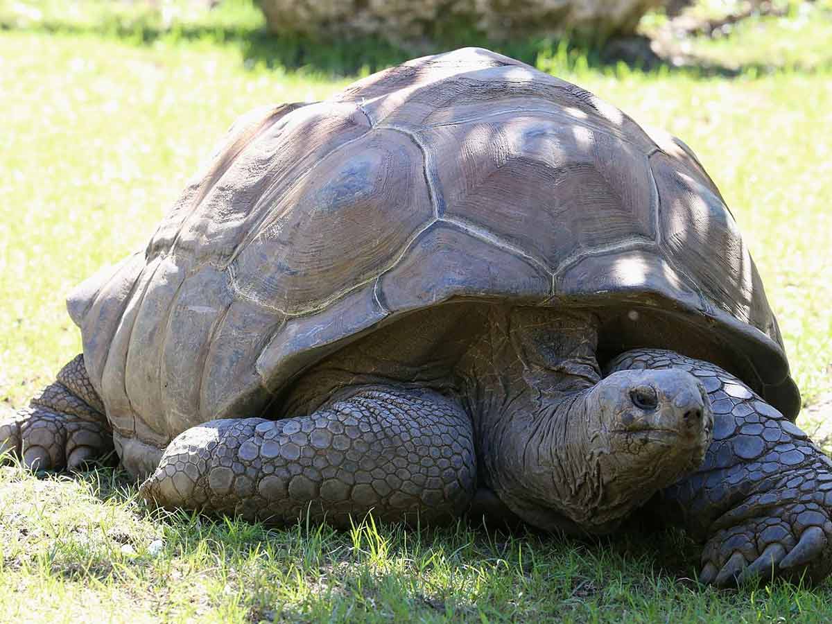 giant tortoise