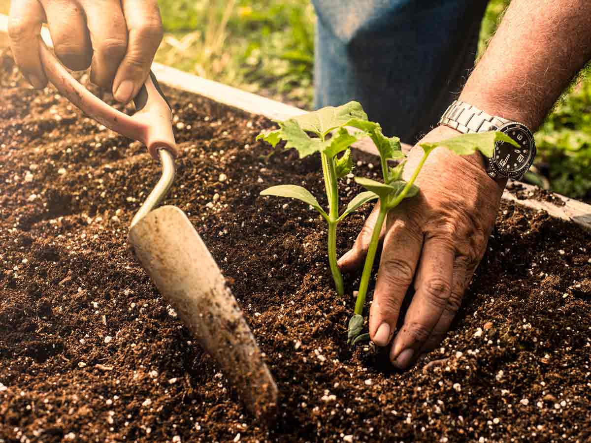 soil for farming