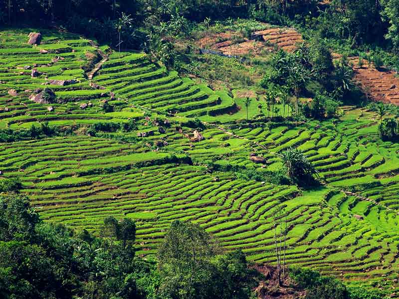 Terrace farming