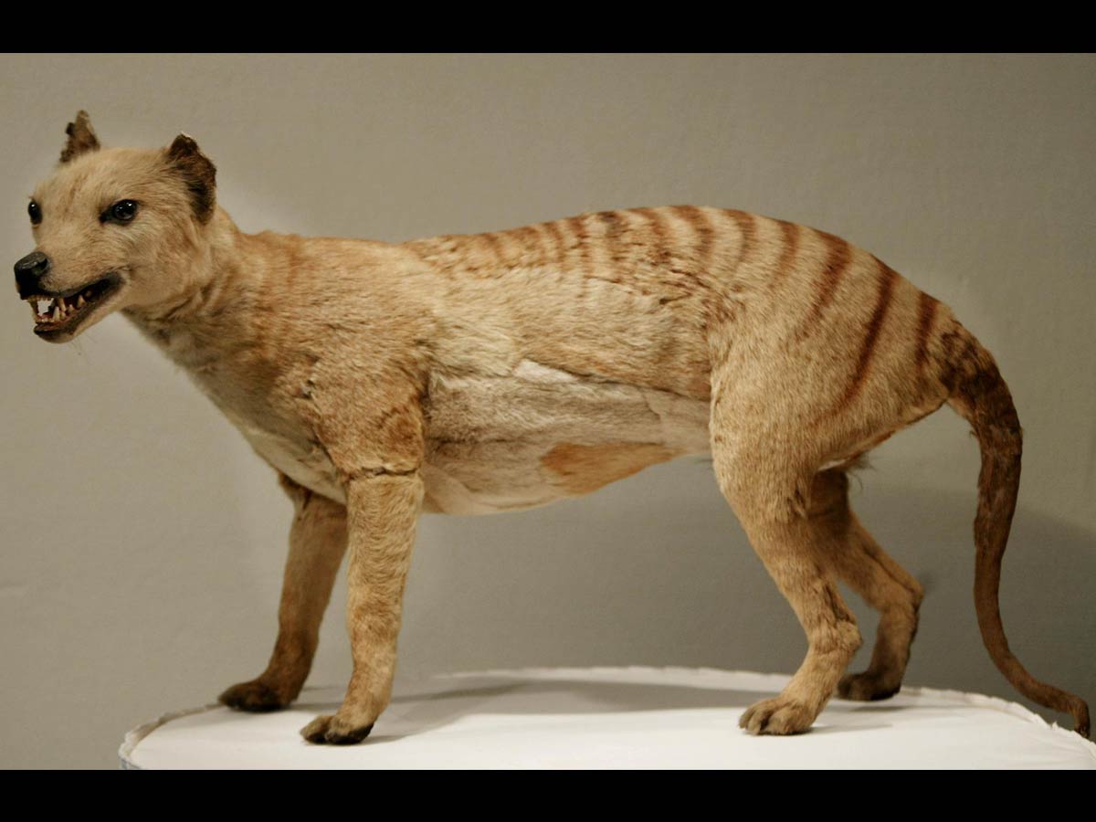 Thylacine