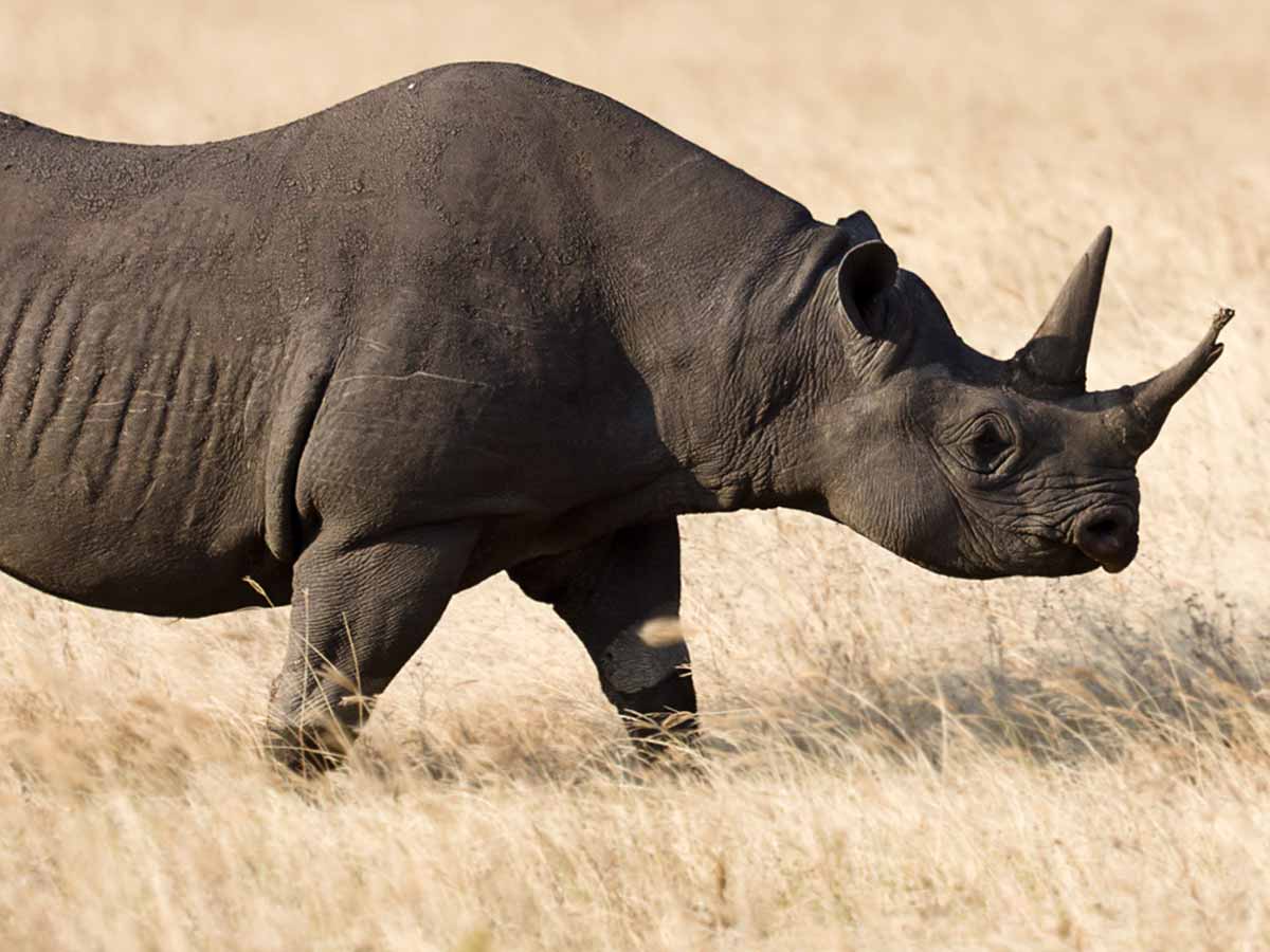 black rhino