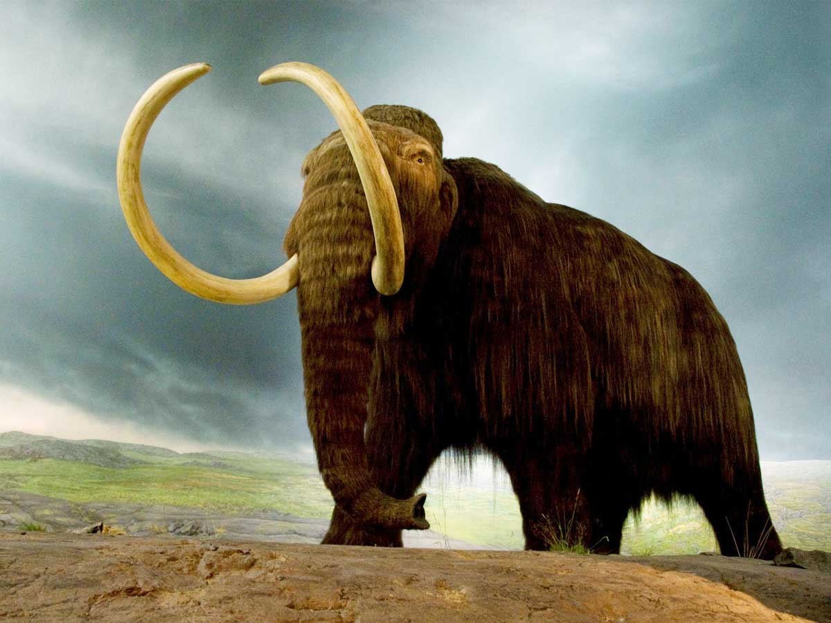 Woolly Mammoth Mammuthus Primigenius 