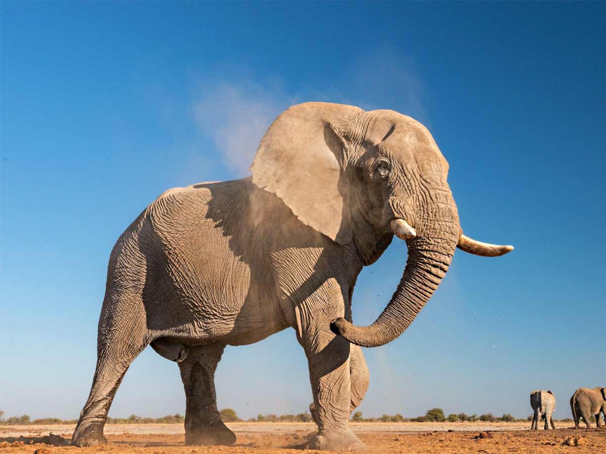 african elephant