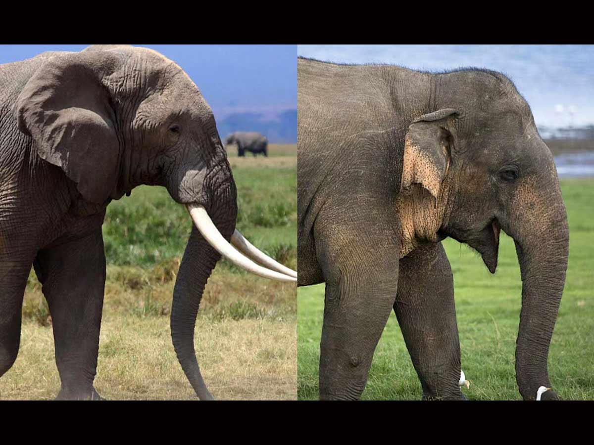 African elephant