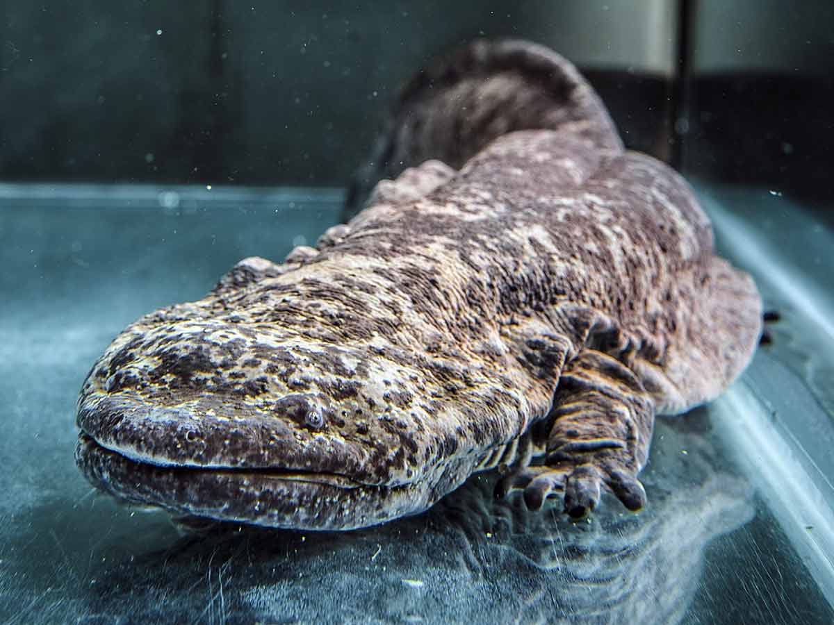 Chinese giant salamander