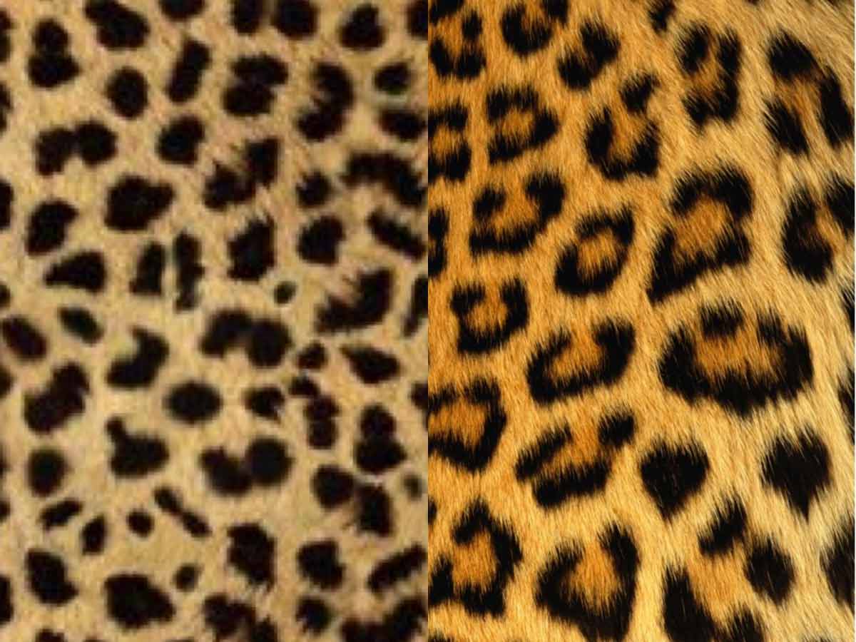 cheetah vs leopard vs jaguar print