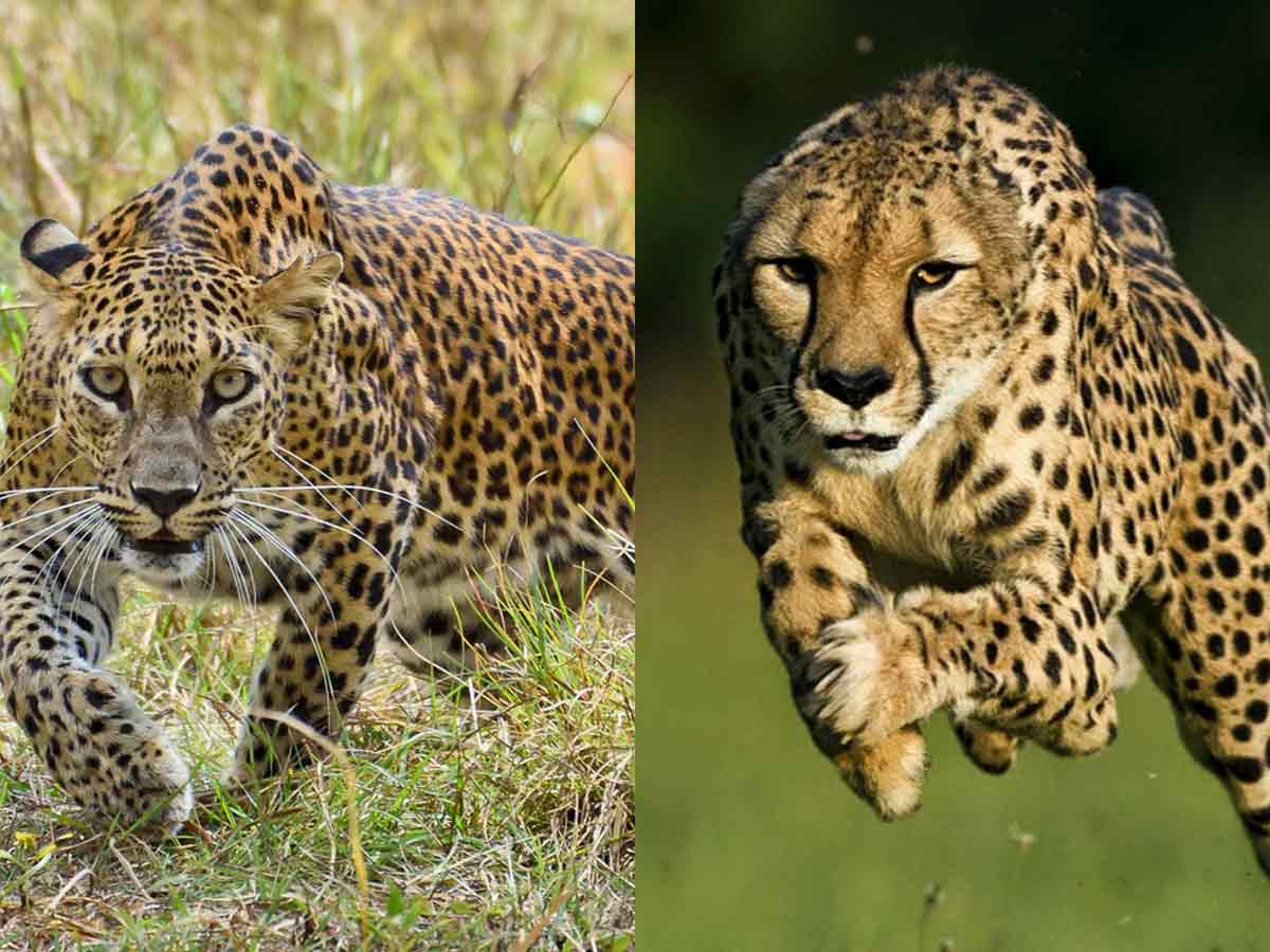 face of cheetah and leopard