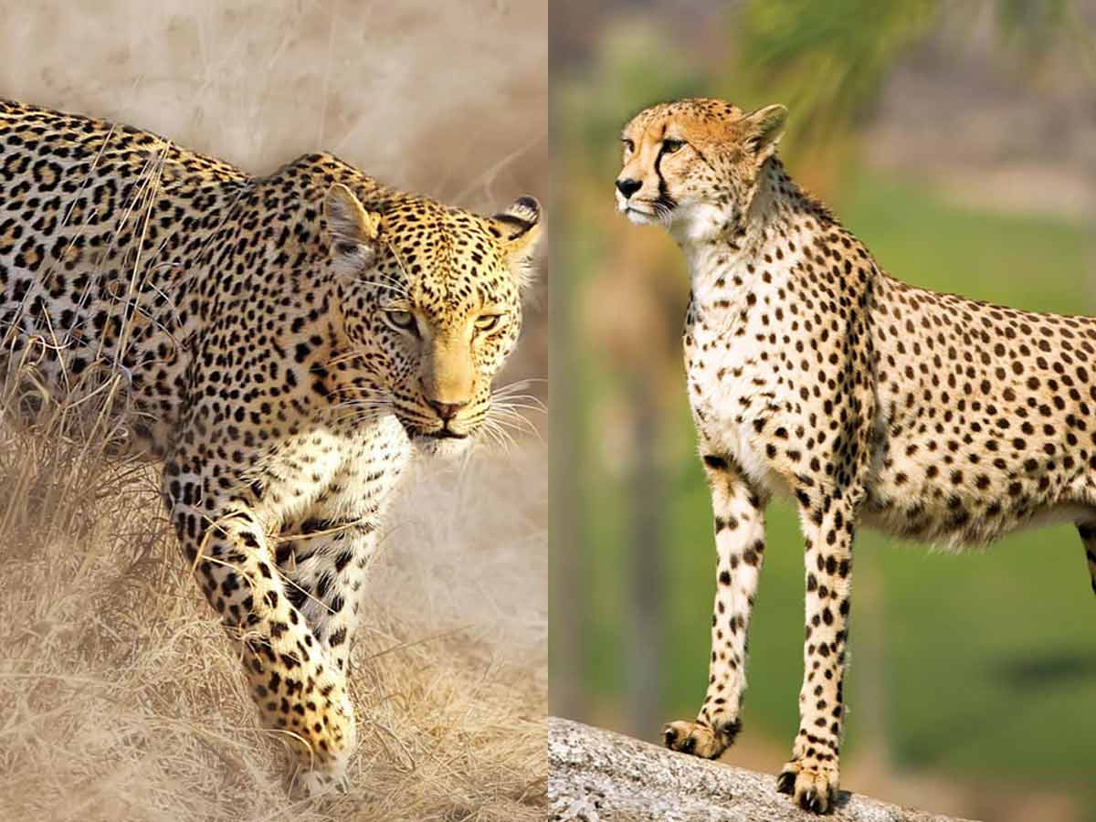 Гепард и леопард