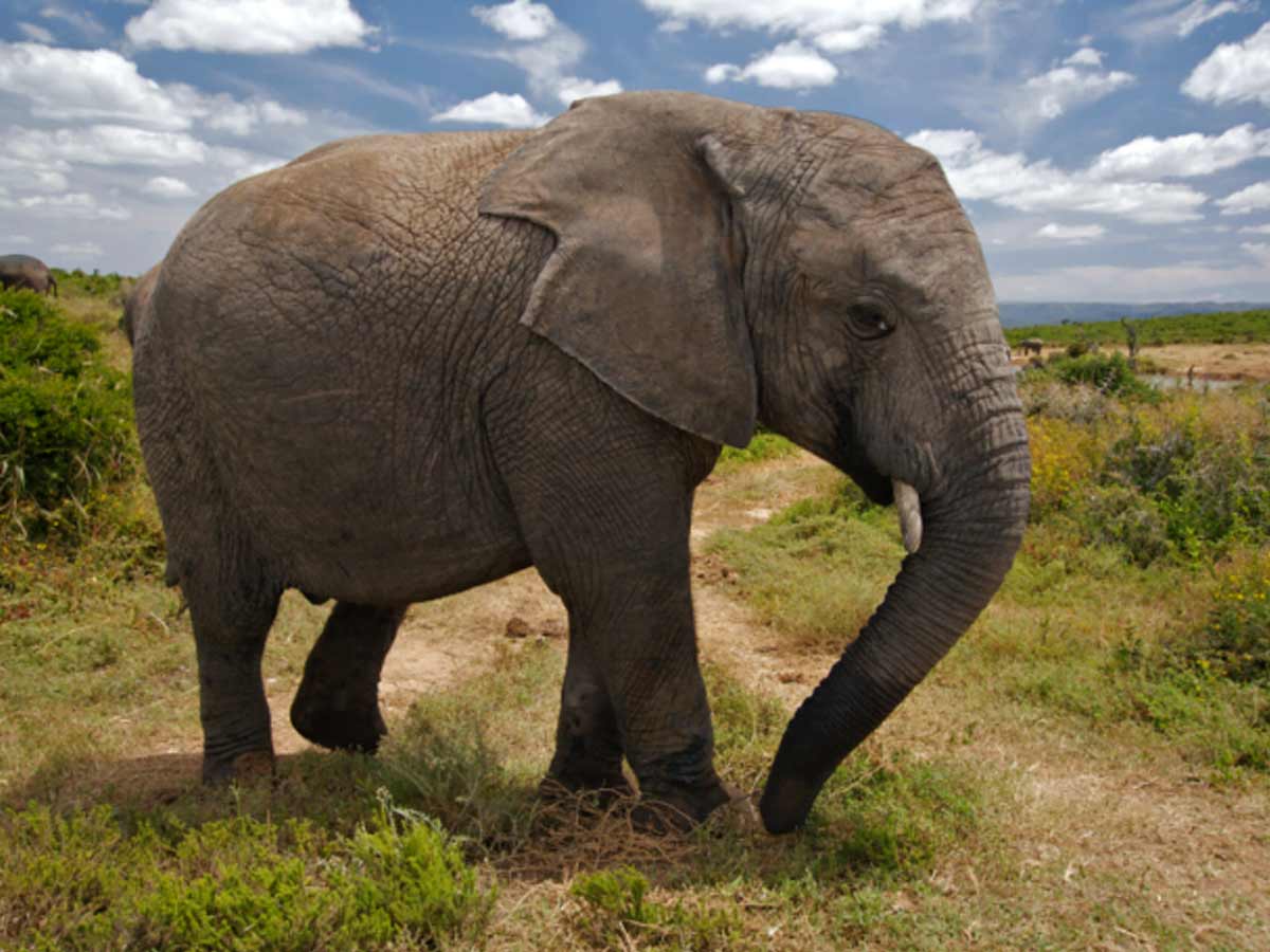 pregnant elephant