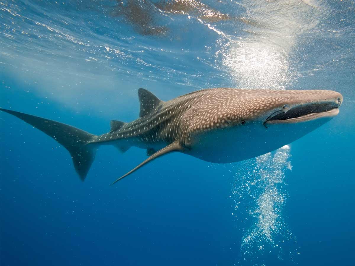 whale shark