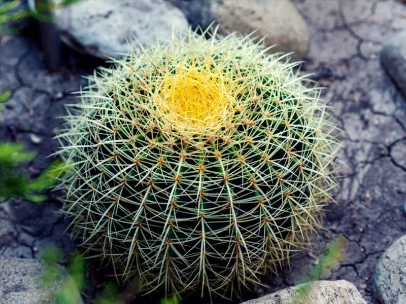 barrel cactus, plants in the desert