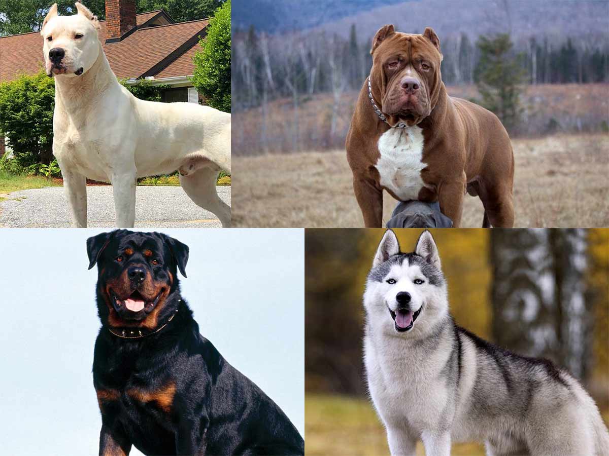 Cuál es la raza de perro más grande del mundo