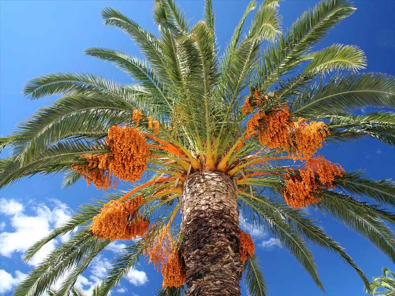 date palm