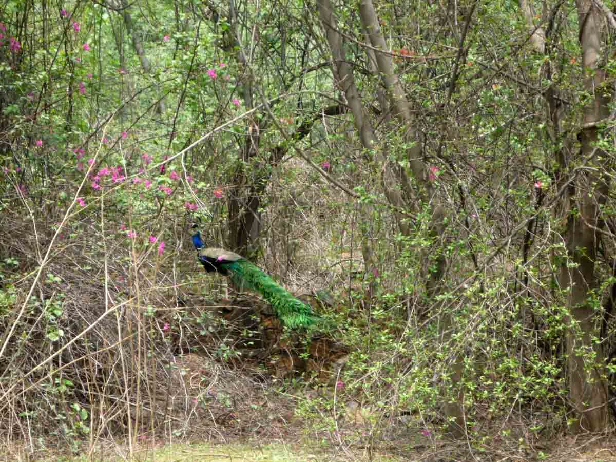 ridge area delhi