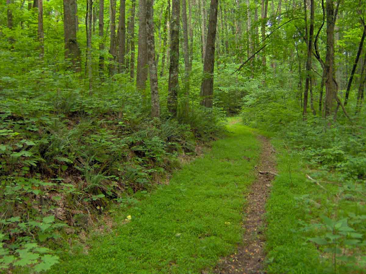 forest in delhi