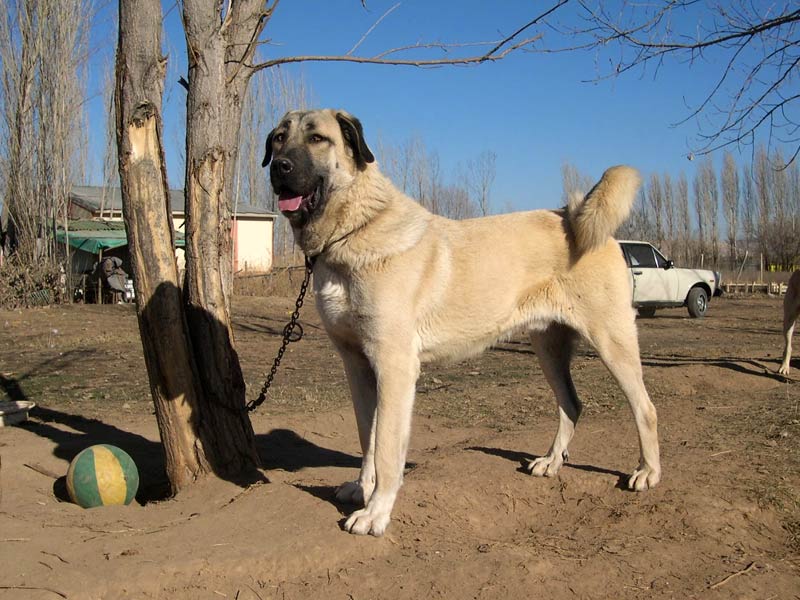 Kangal