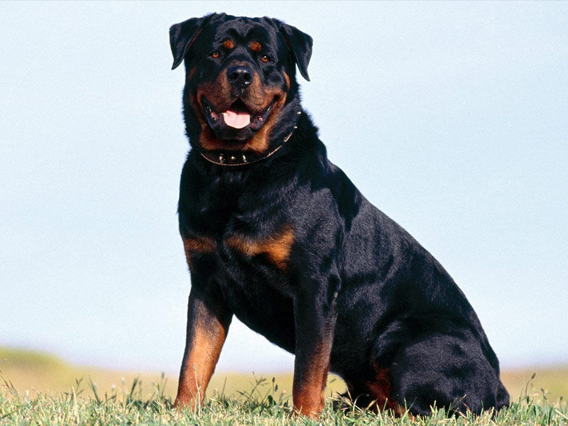 Rotweiler