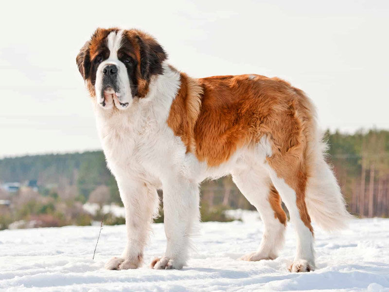 saint bernard