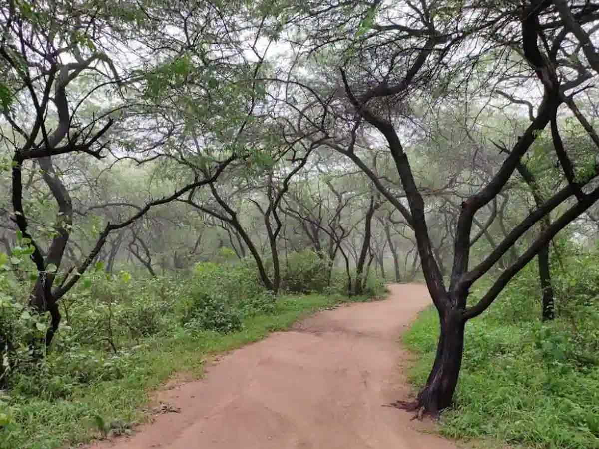 sanjay van