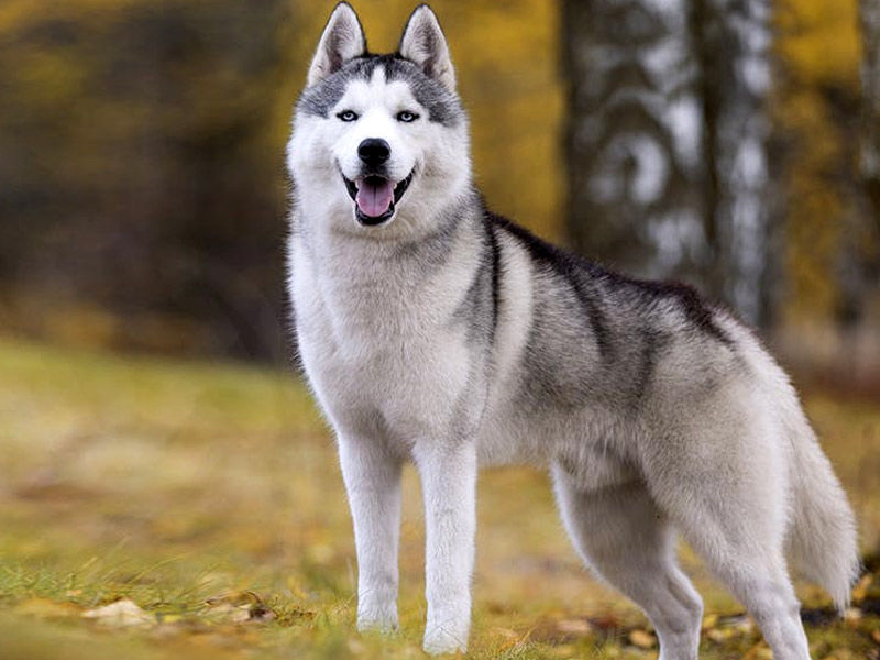 Siberian husky