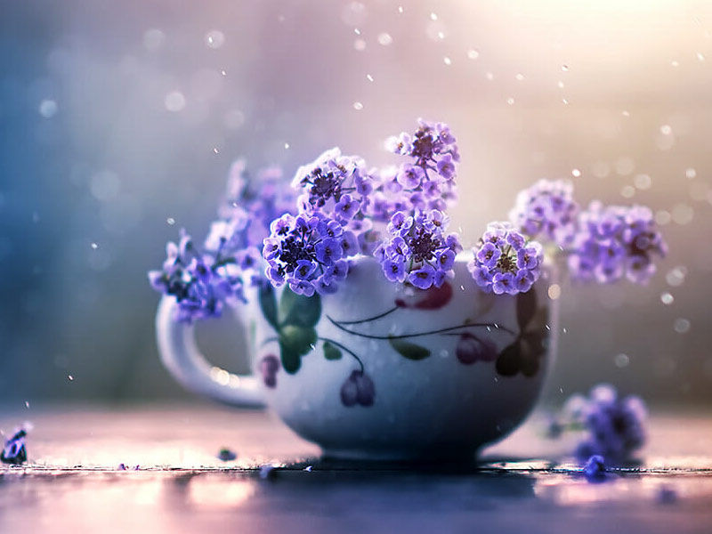still life photography