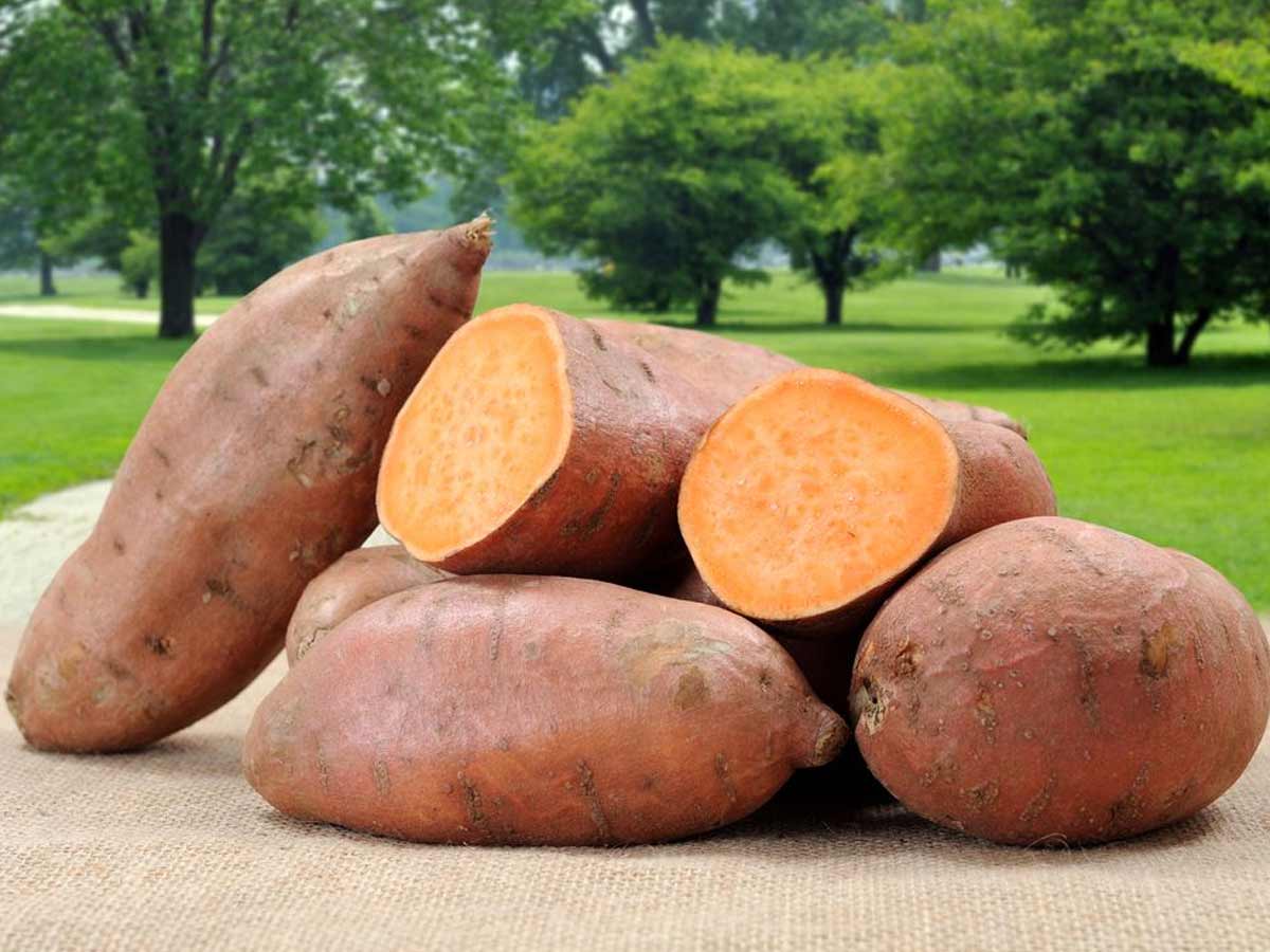 carbs in sweet potato