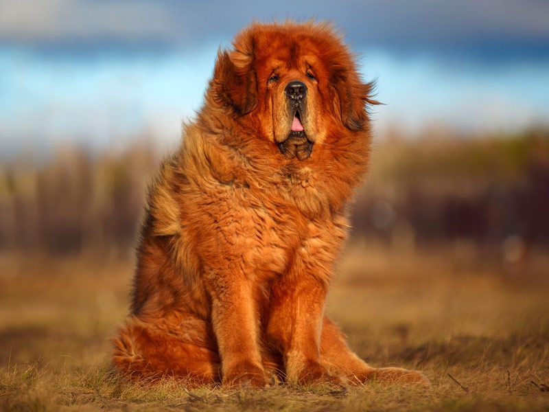 Tibetan Mastiff, strongest dog in the world