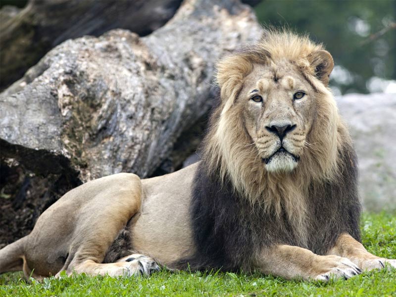 7 Endangered Animals In India That Need To Be Protected | 7 Endangered Animals In India That Need To Be Protected |