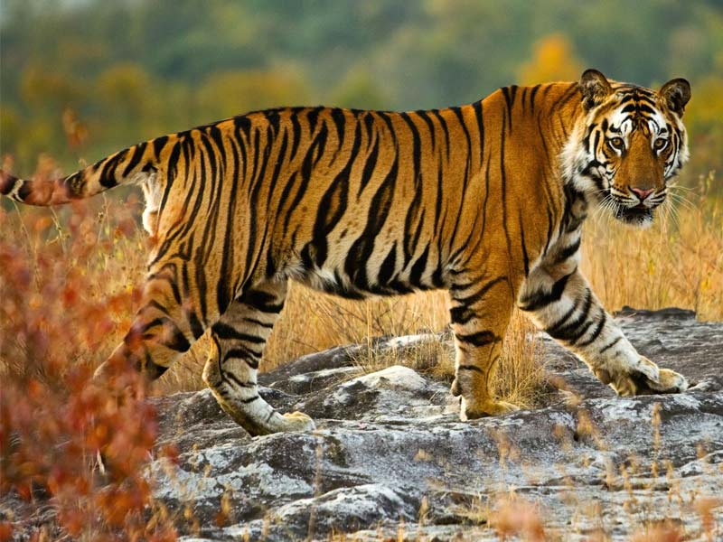 bengal tiger
