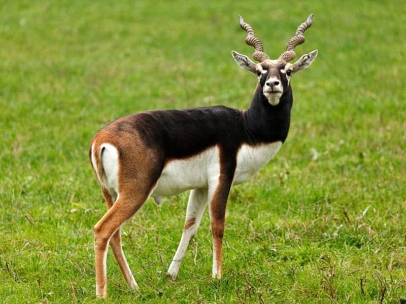 blackbuck