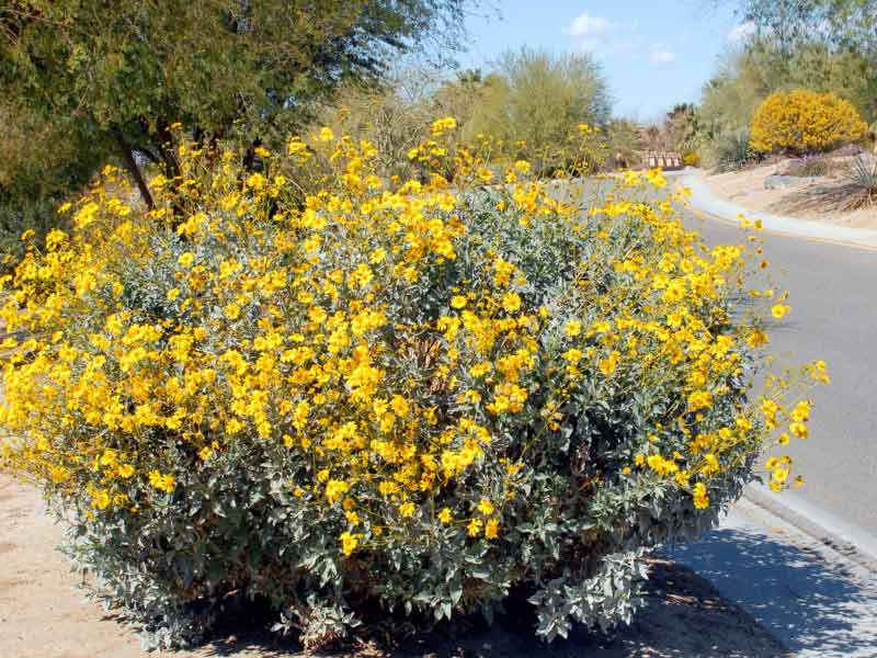 Brittlebush