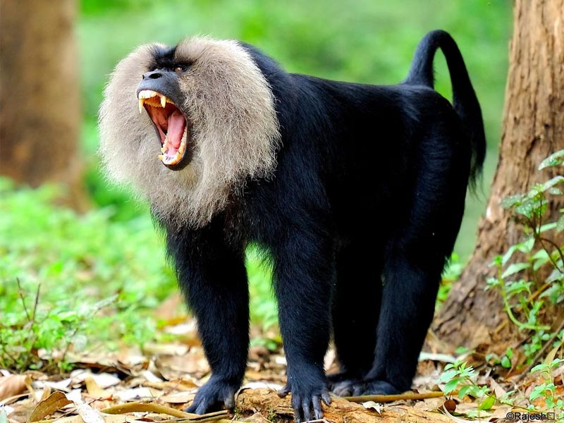 lion tail macaque